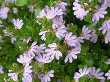 Scaevola flower_2 